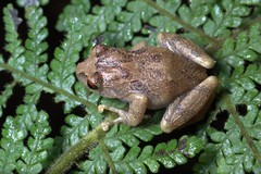 Pristimantis laticlavius