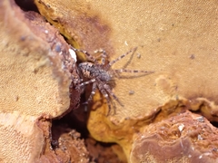 Dolomedes tenebrosus