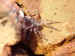 Dolomedes tenebrosus