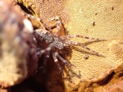 Dolomedes tenebrosus