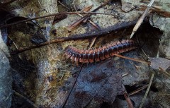 Pseudopolydesmus canadensis