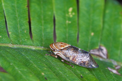 Drabescus