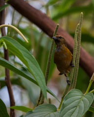 Euphonia laniirostris