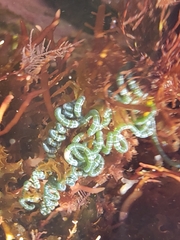 Chaetomorpha spiralis