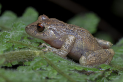 Pristimantis laticlavius