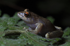 Pristimantis laticlavius