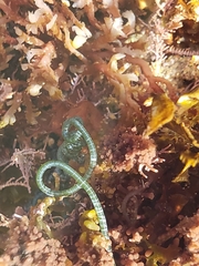Chaetomorpha spiralis