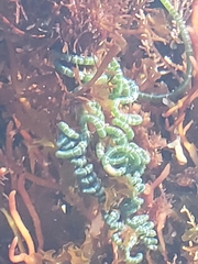 Chaetomorpha spiralis