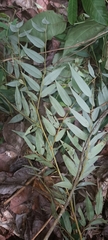 Xylopia frutescens