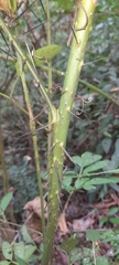 Xylopia frutescens