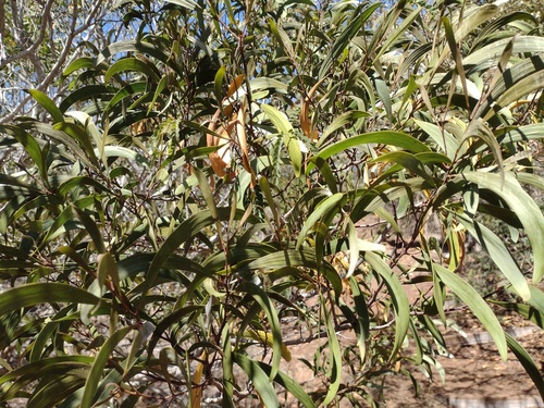 koaoha (Acacia koaia)