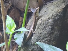 Sphenomorphus incognitus