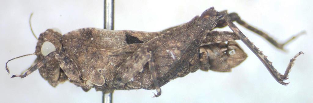 Ochetotettix