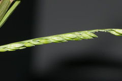 Urochloa plantaginea