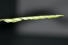 Urochloa plantaginea
