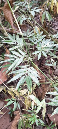 Chusquea simpliciflora image