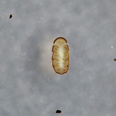 Eurypauropus