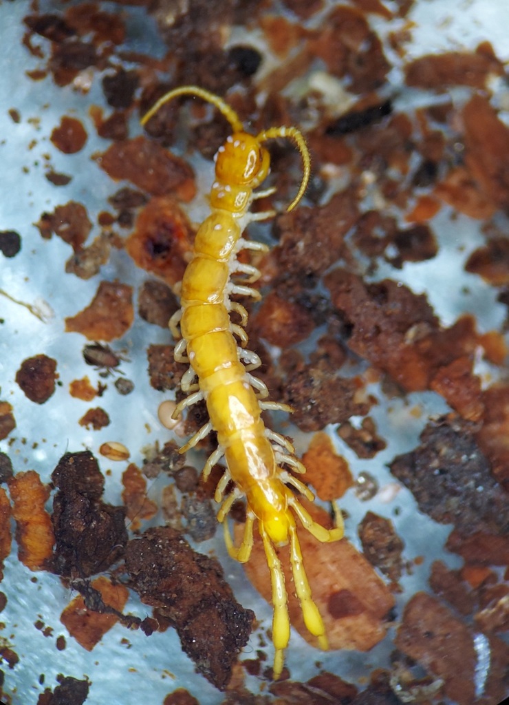 Garibius