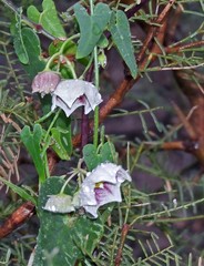 Philibertia gilliesii