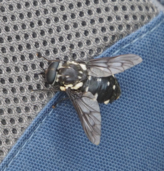 Triclista guttata