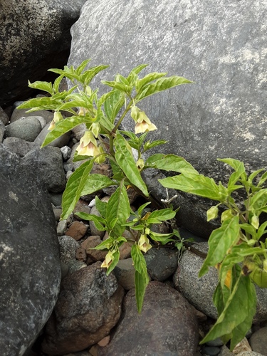 Physalis longifolia iNat (2)