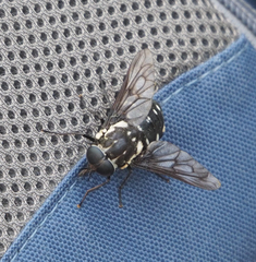 Triclista guttata
