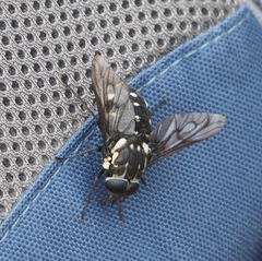 Triclista guttata