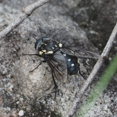 Triclista guttata