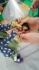 Anas platyrhynchos domesticus