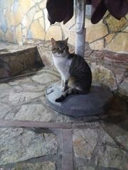 Felis catus