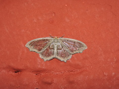 Hydatoscia ategua