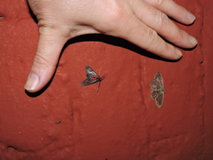Hydatoscia ategua