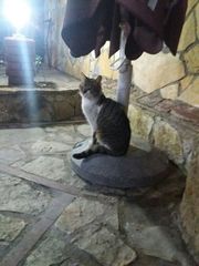 Felis catus