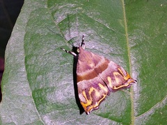 Ornarantia ophiodesma