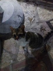 Felis catus