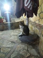 Felis catus