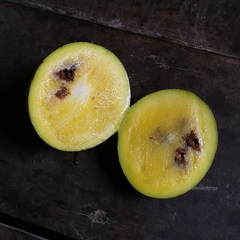 Mangifera foetida