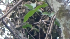 Sciurus variegatoides