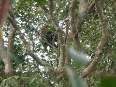 Sciurus variegatoides