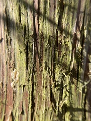 Chrysothrix chamaecyparicola