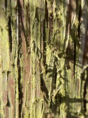 Chrysothrix chamaecyparicola