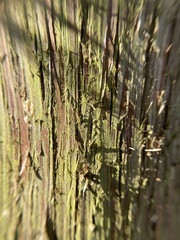 Chrysothrix chamaecyparicola