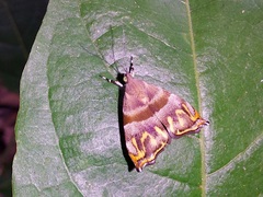 Ornarantia ophiodesma