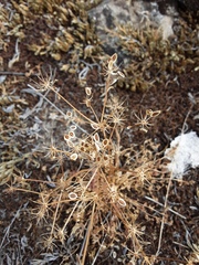 Lomatium serpentinum