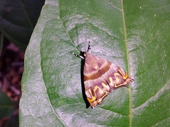 Ornarantia ophiodesma