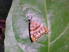 Ornarantia ophiodesma