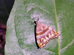 Ornarantia ophiodesma