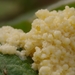 Dog Sick Slime Mould - Photo (c) AnneTanne, some rights reserved (CC BY-NC)