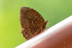 Elymnias hypermnestra beatrice