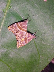 Ornarantia ophiodesma